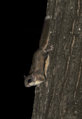 Southern Flying Squirrel (Camera Trap Field Guide) · iNaturalist