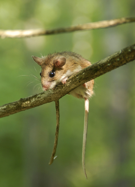 Peromyscus