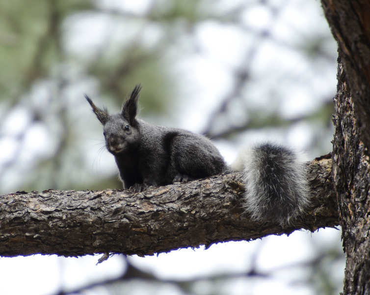 Sciurus aberti