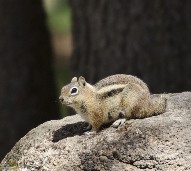 Spermophilus lateralis