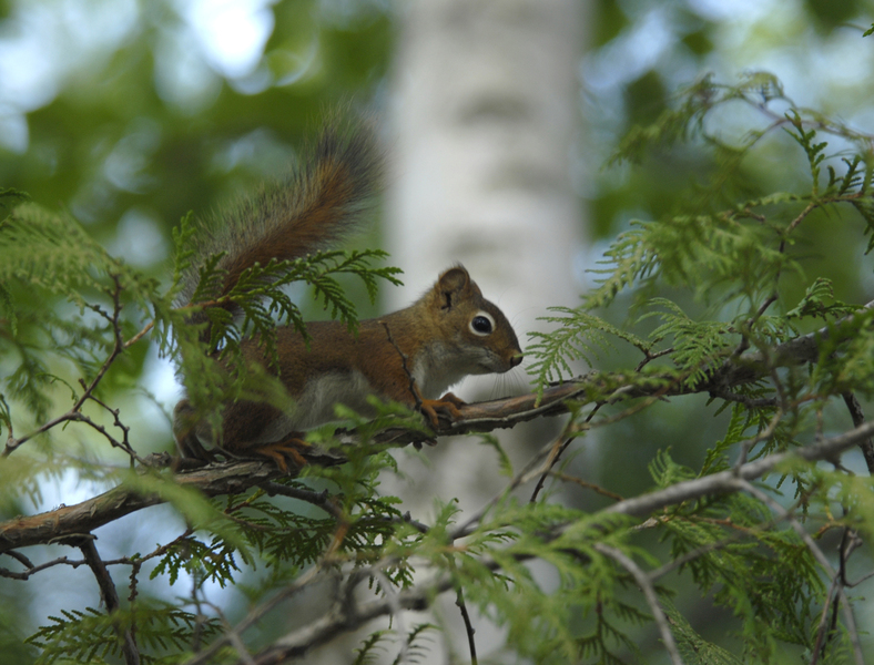 Tamiasciurus hudsonicus