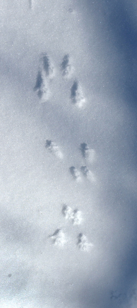 Tamiasciurus_tracks3690