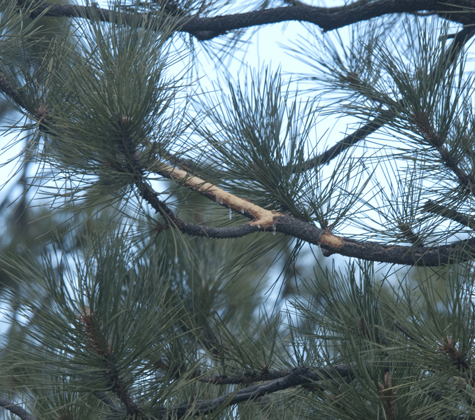 Sciurus aberti