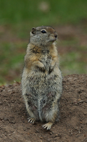 Figure 5 from Belding's, California, and Rock Ground Squirrels