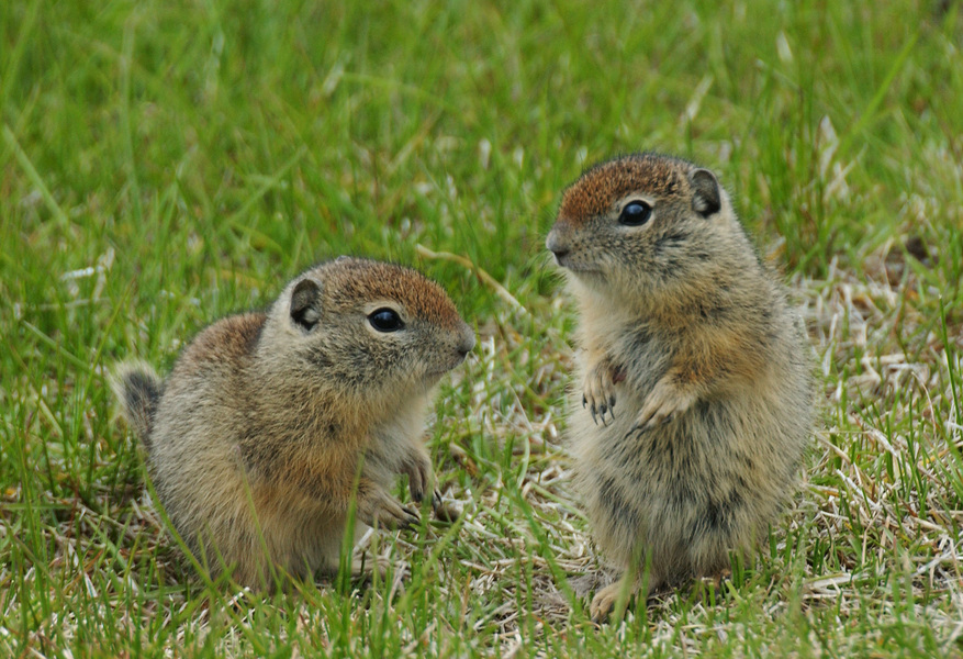 richardson ground squirrel baby