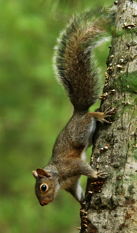 ADW: Sciurus Carolinensis: PICTURES