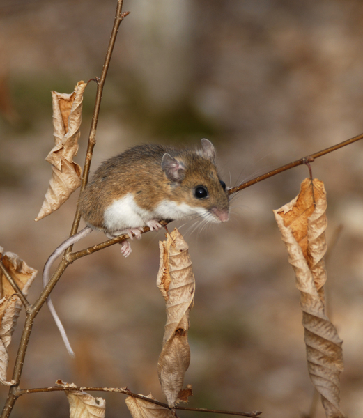 Peromyscus leucopus