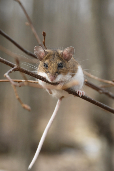 Peromyscus