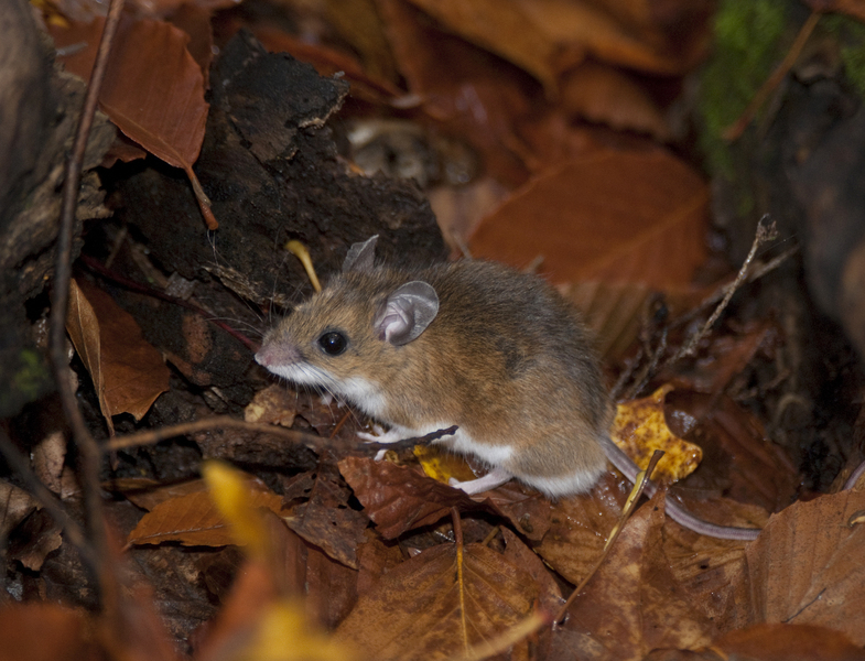 Peromyscus