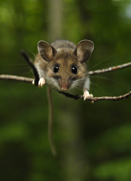 Peromyscus maniculatus