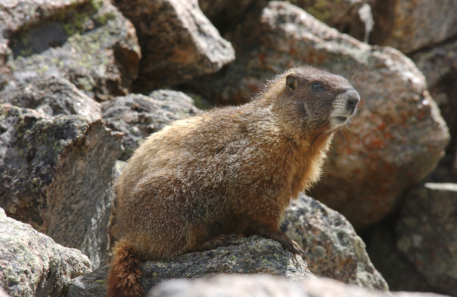 ADW: Marmota flaviventris: PICTURES