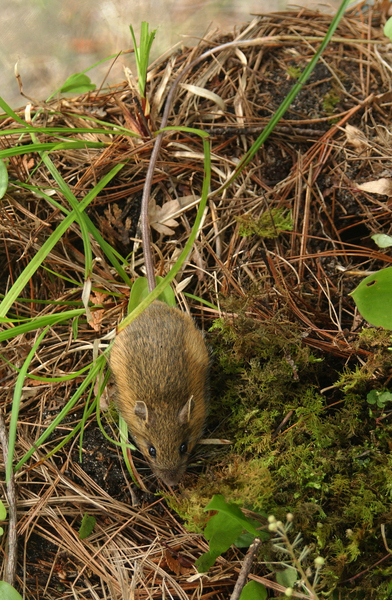 Napaeozapus insignis