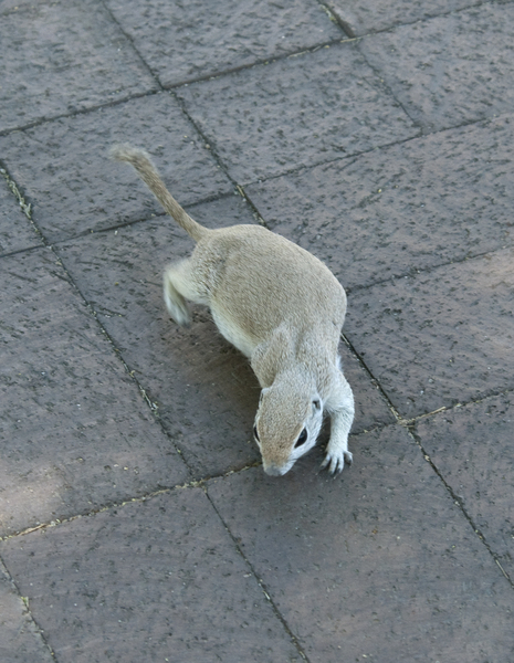 Rodentia