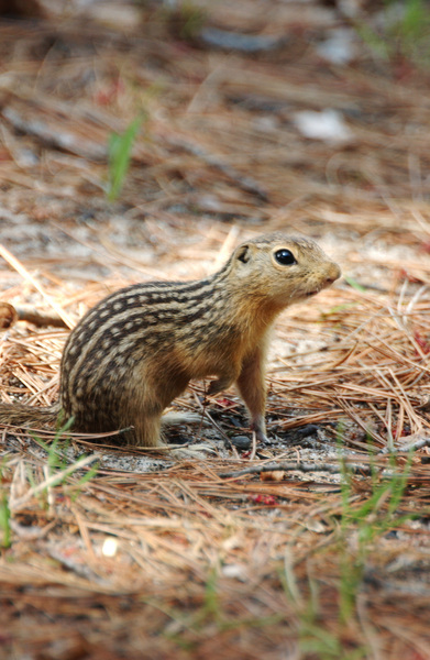 Spermophilus tridecemlineatus