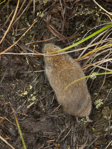 southern bog lemming