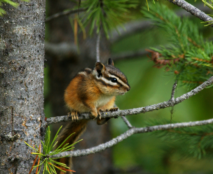 Tamias minimus