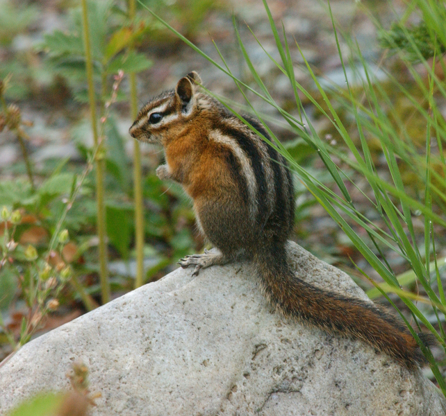 Tamias minimus