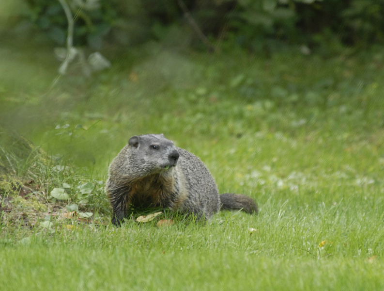 Woodchuck. Peter Woodchuck. Screaming Woodchuck. Marmota.