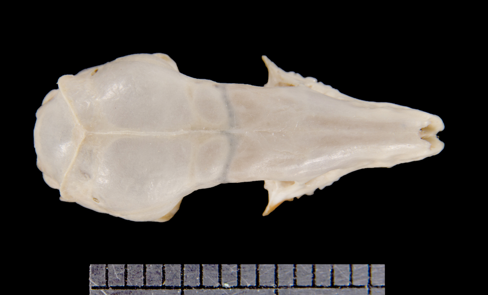 dorsal6197