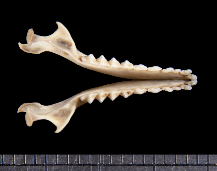 lower_dorsal6206