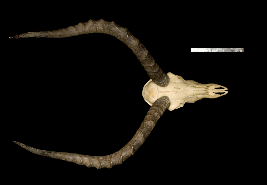 Vertebrata