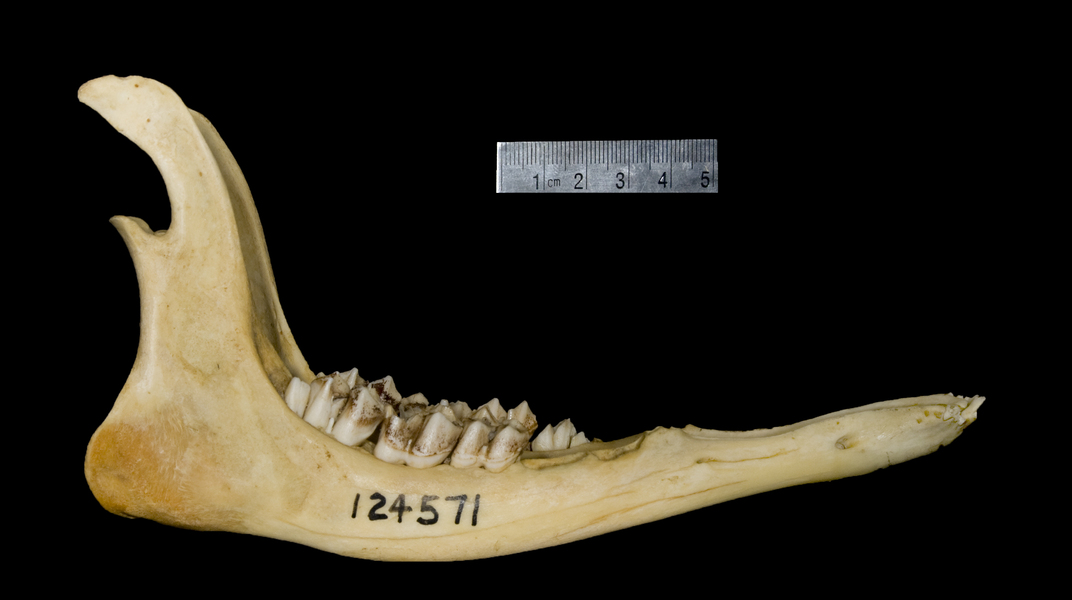 ADW: Mammalia: SPECIMENS