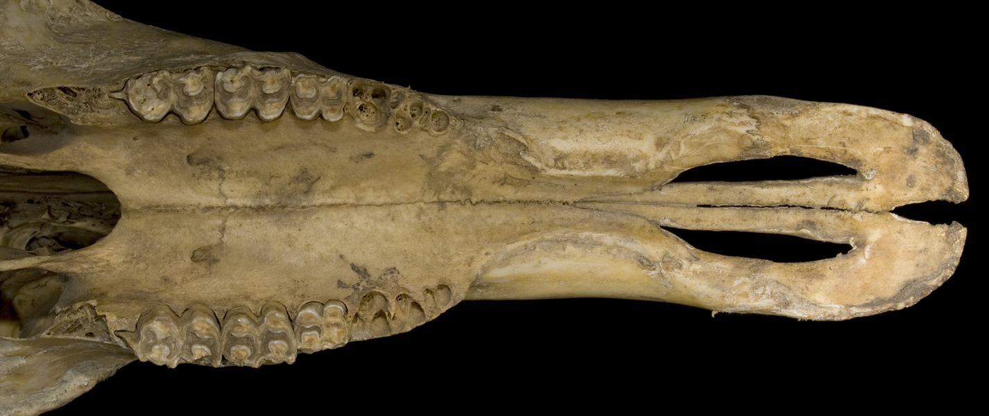 Vertebrata