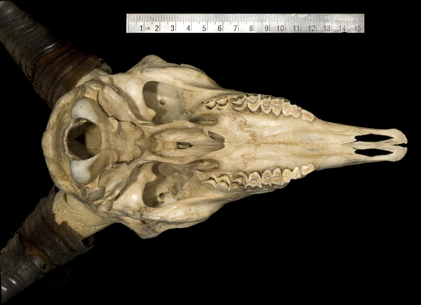 ADW: Caprinae: SPECIMENS