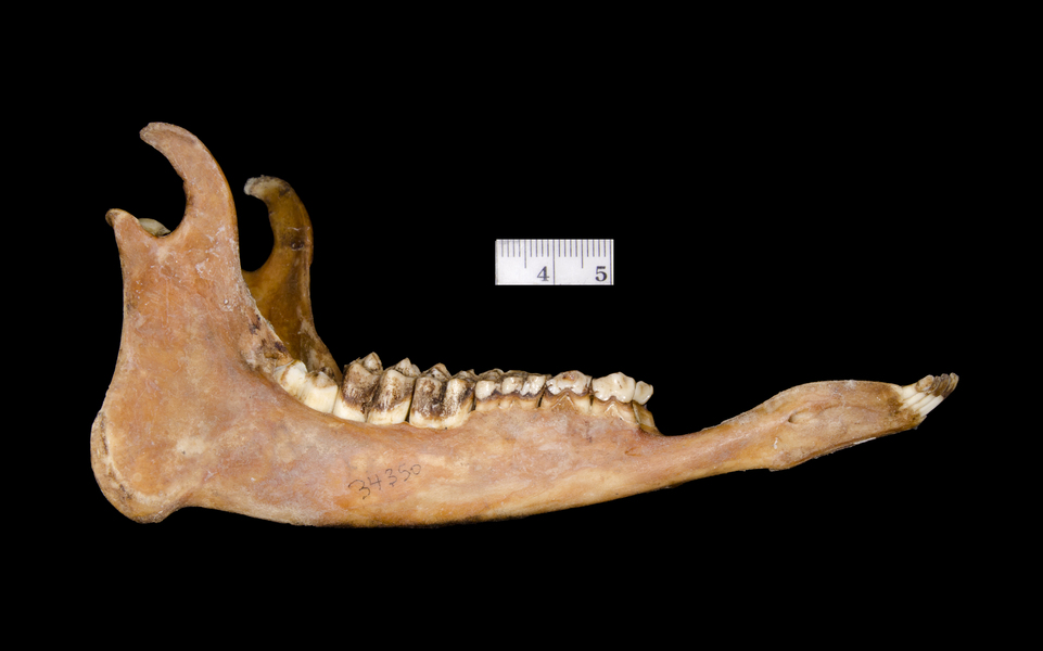 lower_lateral5923