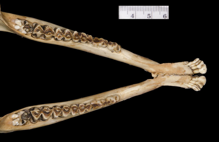 Cephalophus dorsalis