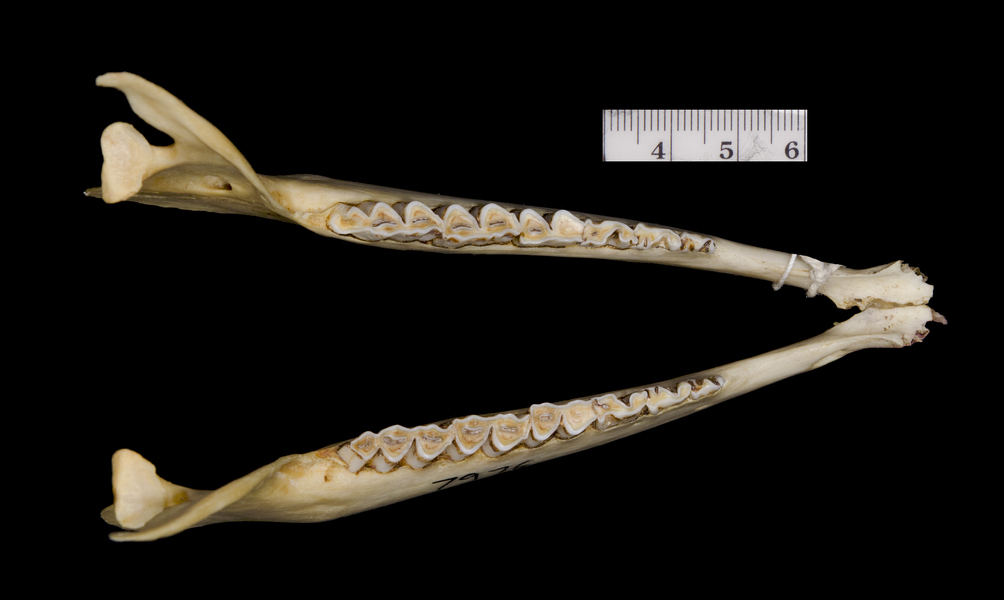 Vertebrata