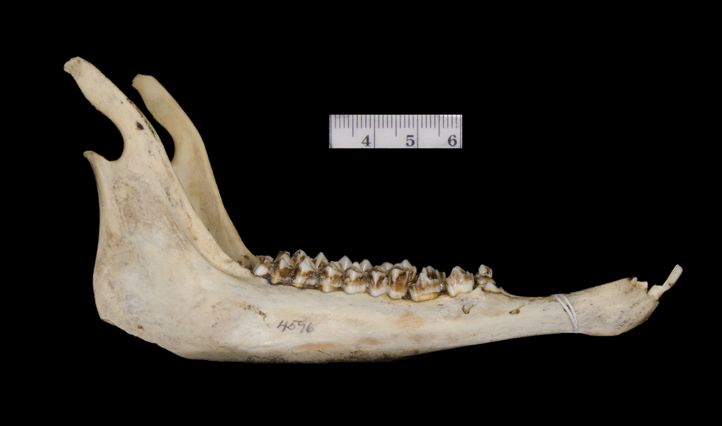 lower_lateral5981