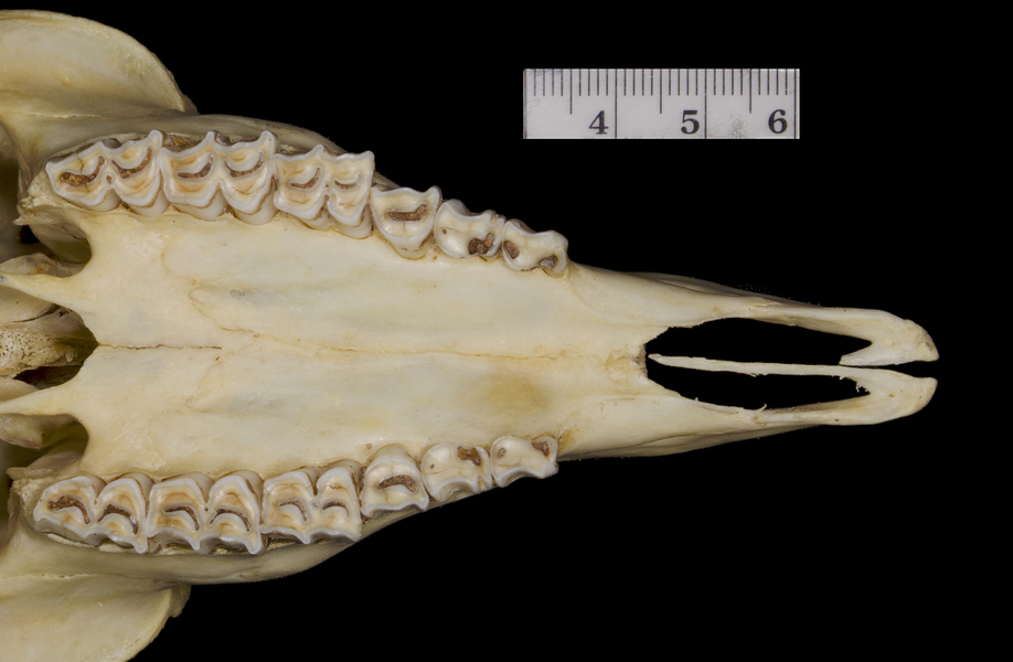 Vertebrata