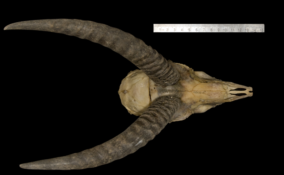 Vertebrata