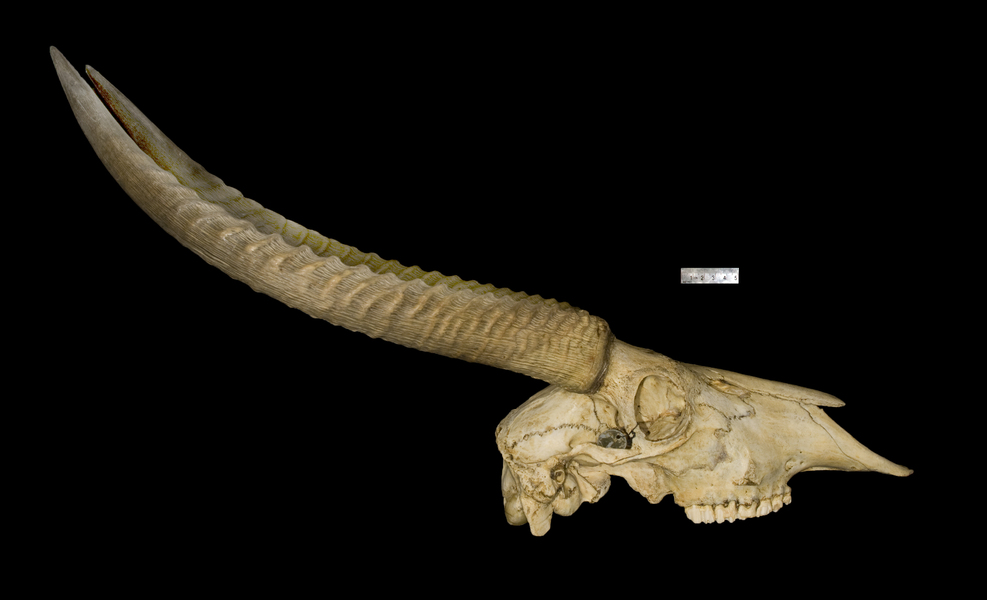 Vertebrata