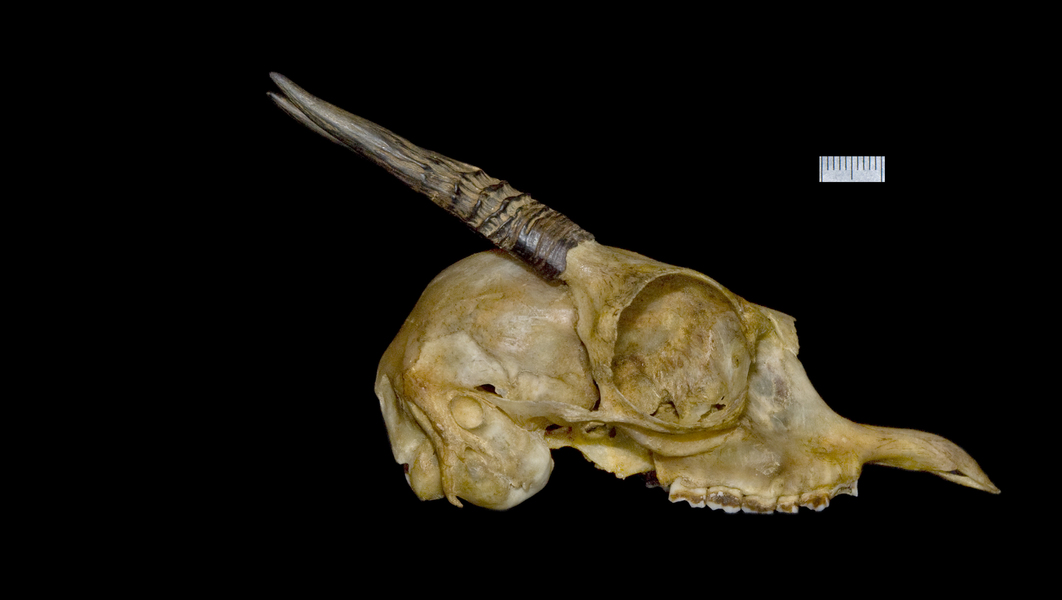 lateral