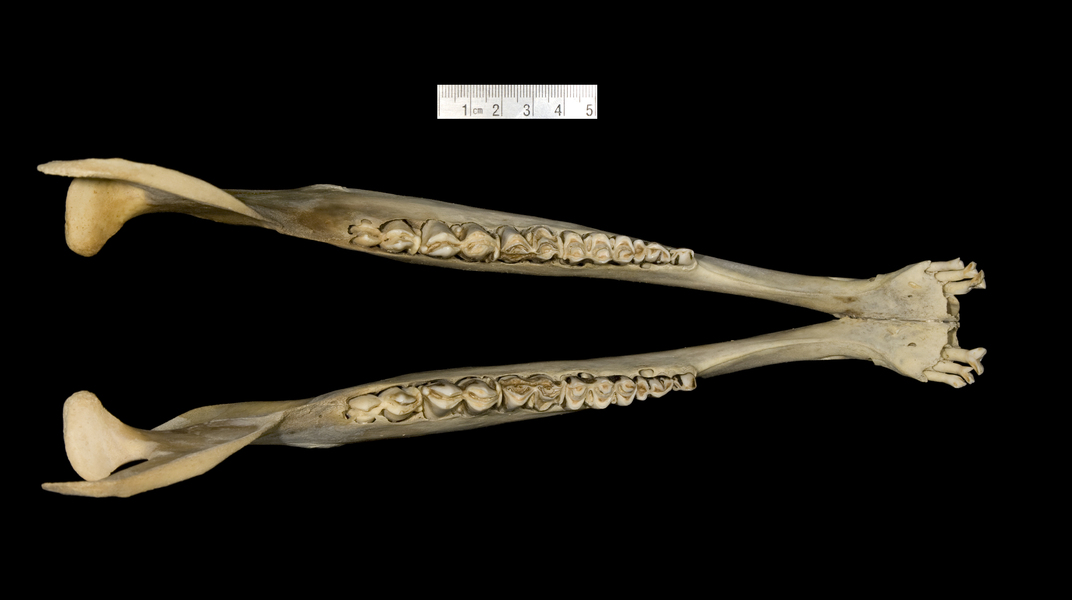 lower_dorsal-1