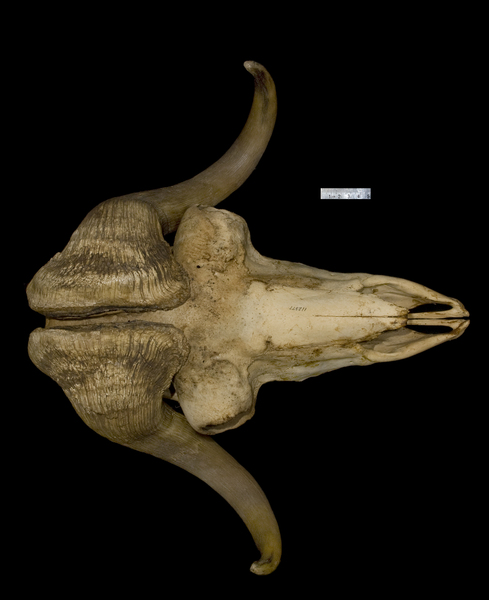 Ovibos moschatus