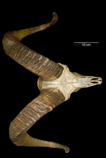 dorsal