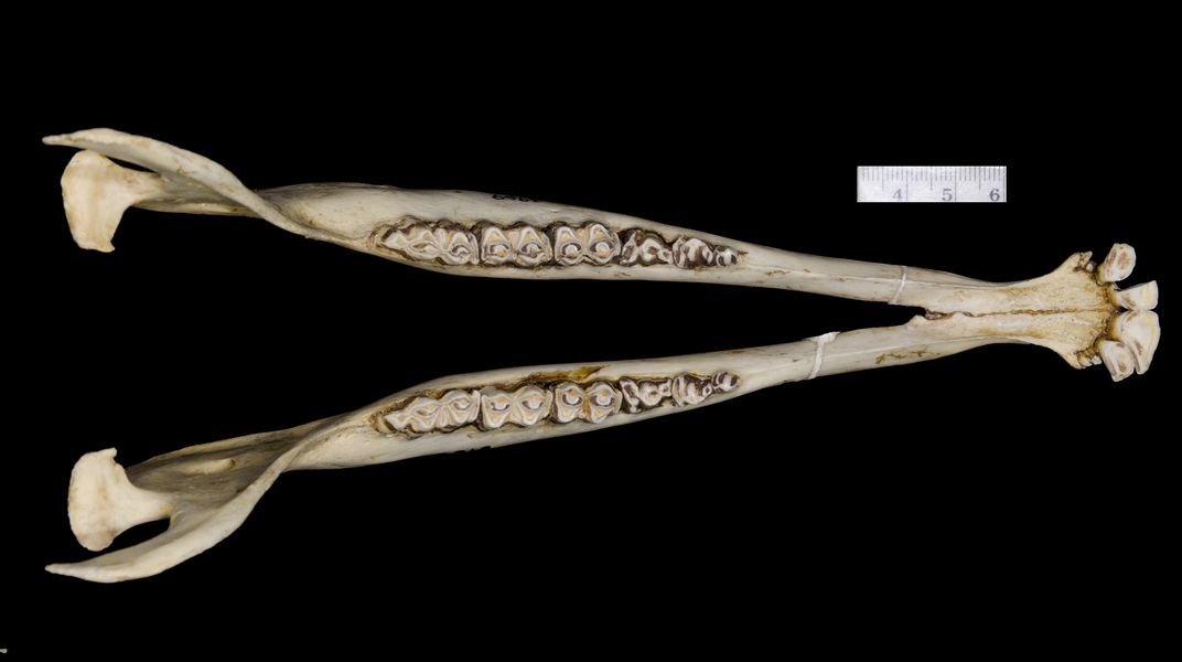 lower_dorsal5970