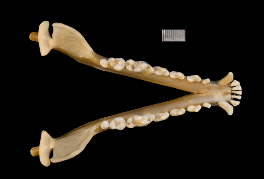 Canidae