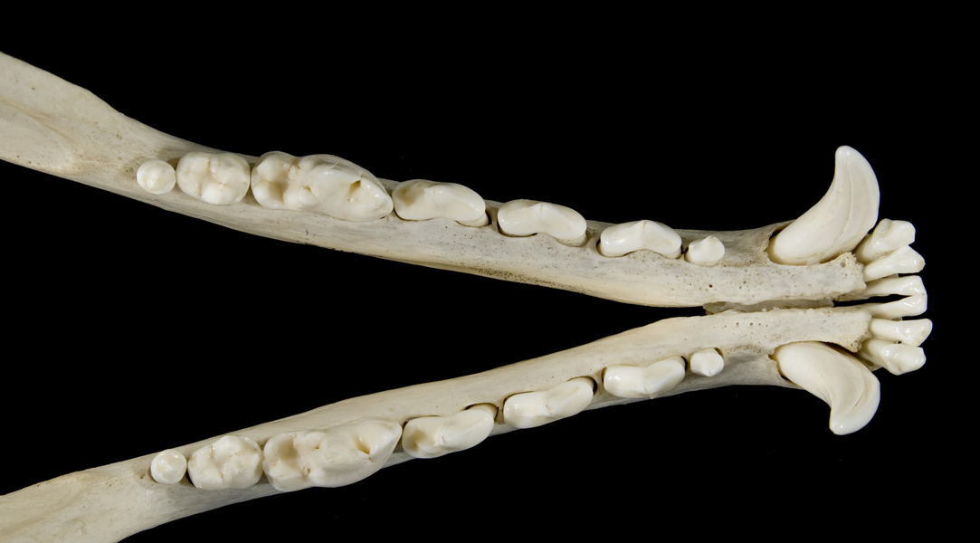 Lycalopex