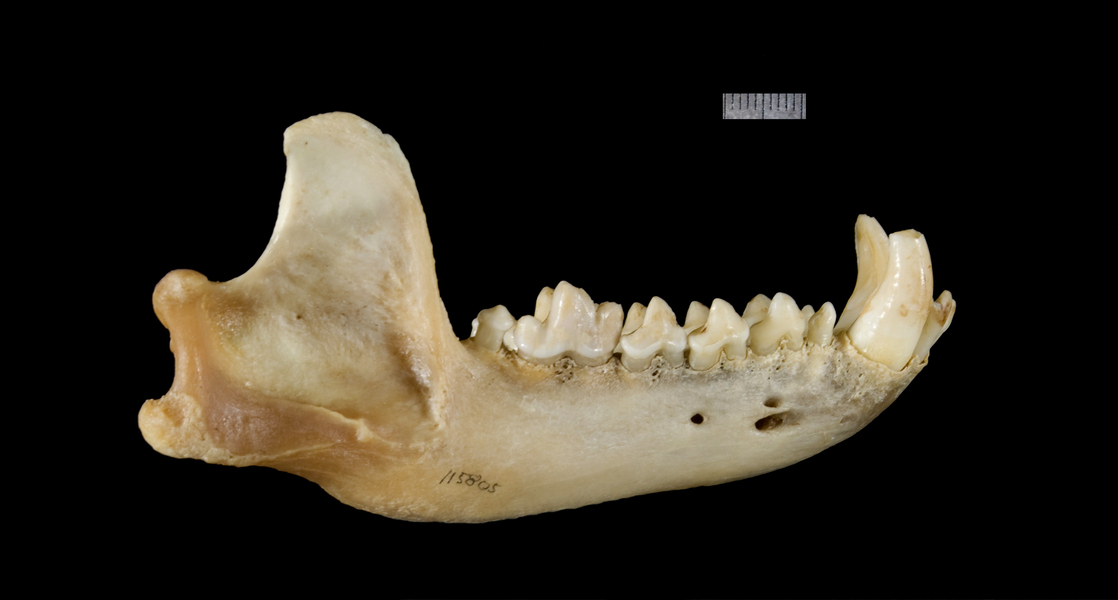 Canidae