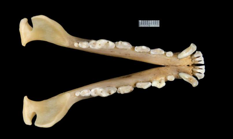 ADW: Vulpes lagopus: SPECIMENS