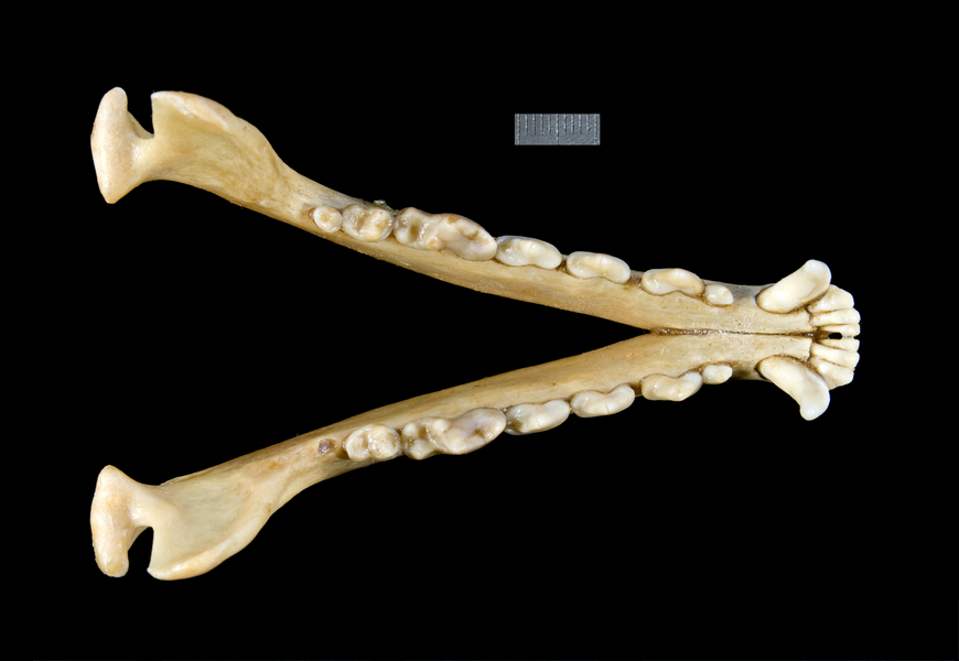 lower_dorsal