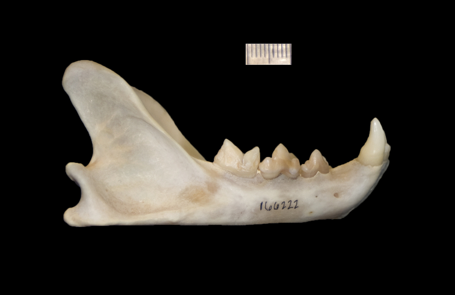 lower_lateral