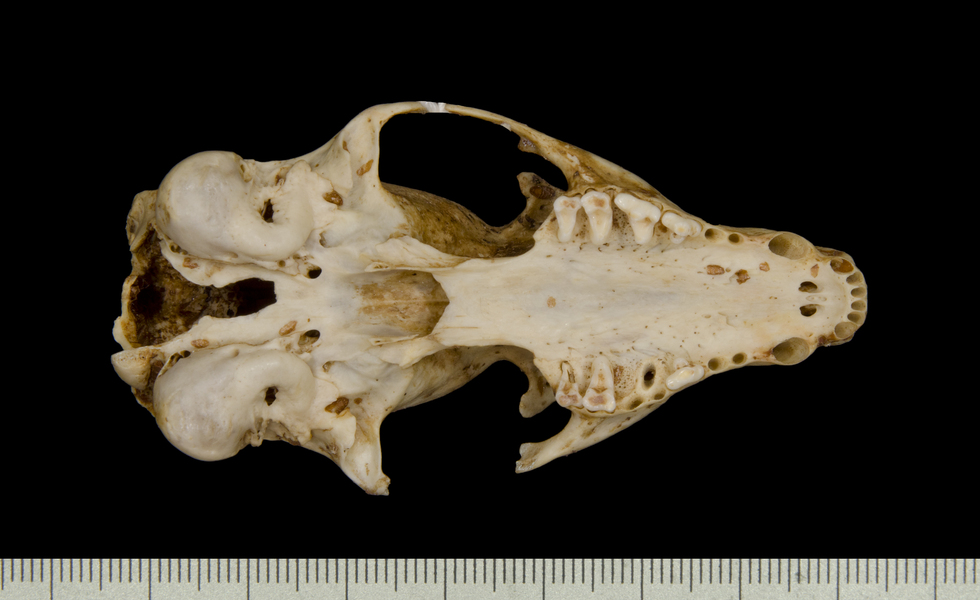 ventral5498
