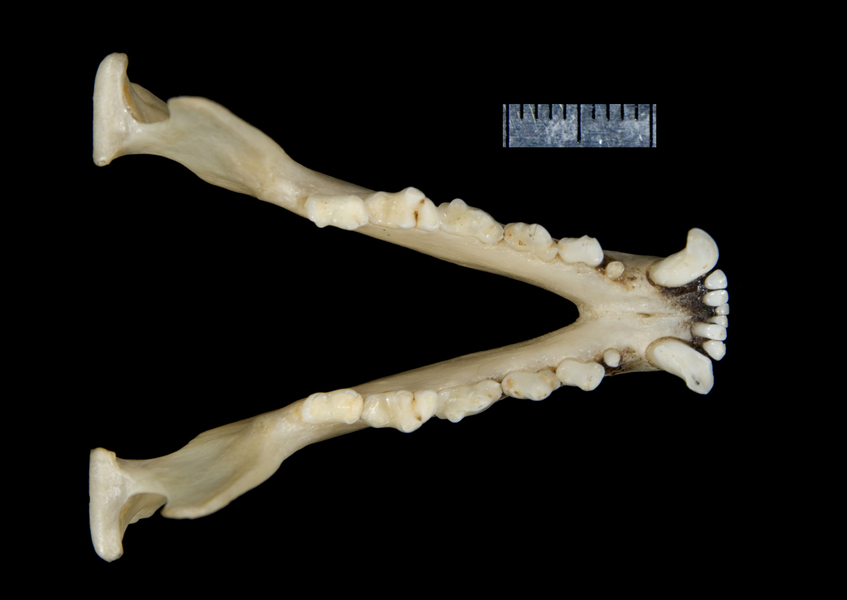 lower_dorsal