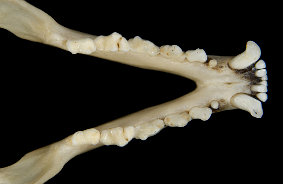 Craniata