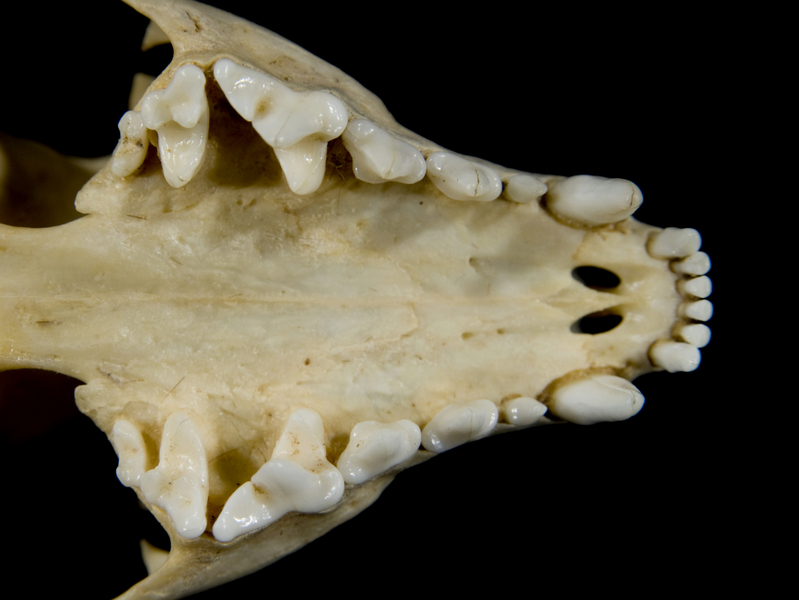Herpestes